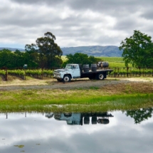 blue truck in the vineyards