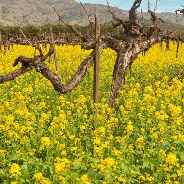 Mustard_Pic_620x620_VineyardFocus